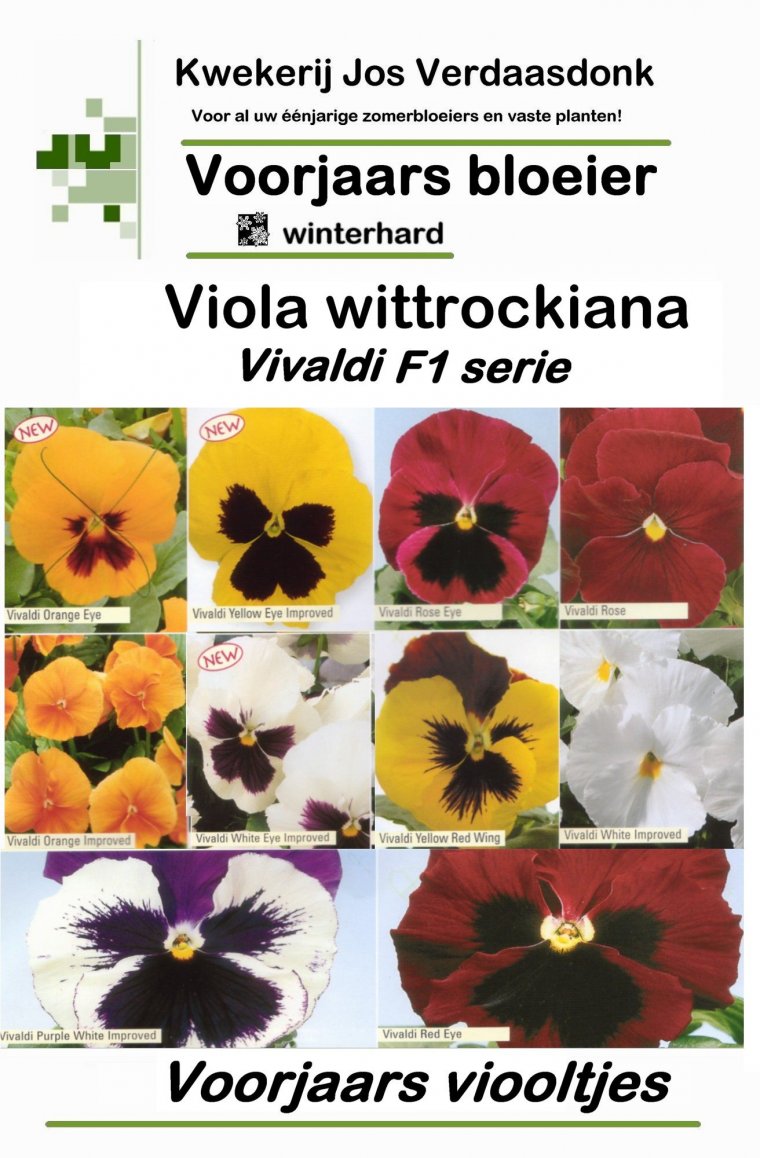 Winterharde (voorjaars) violen
